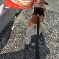 お散歩