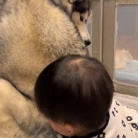 犬のそばで寝転がる赤ちゃんと赤ちゃんを見つめる犬