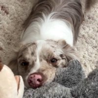 ぬいぐるみで引っ張り合いするRALくん