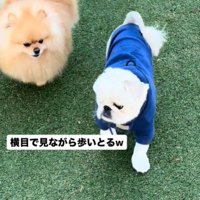 横目で見る犬2