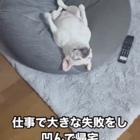 クッションで仰向けになる犬