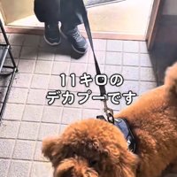 女の子にリードをひかれる犬