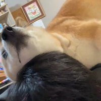 何度もスリスリする福くん