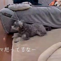 ママは怒りながらトイレ掃除