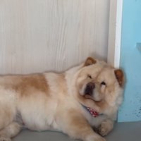 寝起きの犬