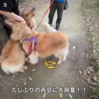 兄犬の横へ走っていく弟犬