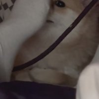 目が合っちゃった