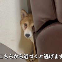 人間に恐怖心を抱いていた