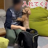 リュックに入りたいバッキーくん
