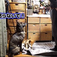 飼い主を見上げて座る犬と、カーペットをかじる犬