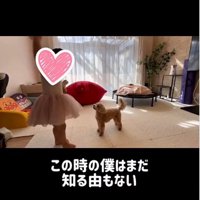 赤ちゃんと絵本を見る犬