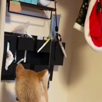 おもちゃも猫用がブーム！？