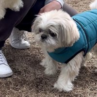 前足を浮かせて「チクチクする！」とアピール