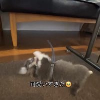 床で体をひねる犬