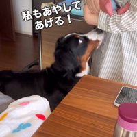 見上げる犬1