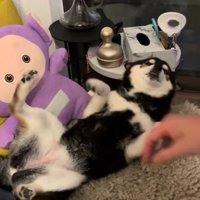 満足そうなさくらちゃん