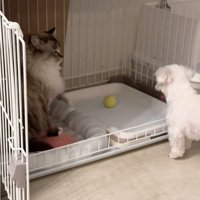 ボールがほしいちゃむさん