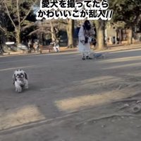 走ってくるシーズー