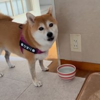 水を飲んで飼い主の方を向く犬