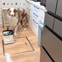 魚から離れないガルちゃん