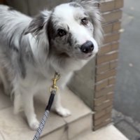 パパの言葉をちゃんと聞きます