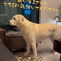 おもちゃを取ってほしそうなきぬちゃん8