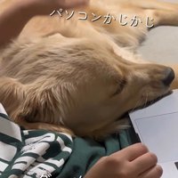 お仕事中の飼い主さんに甘える麹くん8