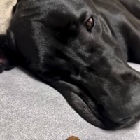 フードを見つめる犬
