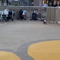 ドッグランでのジュプンちゃん