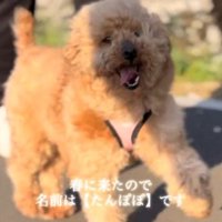 桜並木を笑顔で歩いて行く犬