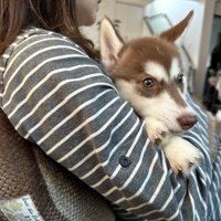 子犬