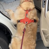 車に乗ろうとする犬