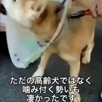 噛みつこうとする老犬