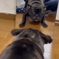 鏡で自分の姿を見た秀吉くん2