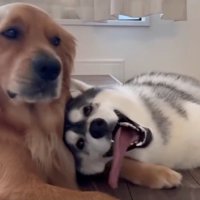 「まったくもう…」