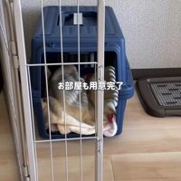 シアルちゃんを迎えた日2