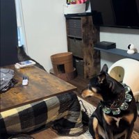 静かに見守るワンコ