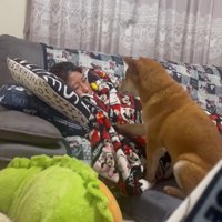 起こそうとする柴犬