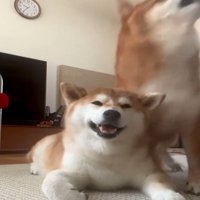 驚く犬