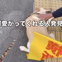 満足げに撫でられる犬