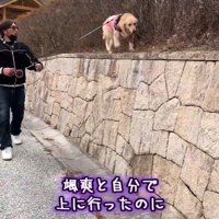 そのまま高いところをトコトコ♪