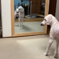 「新しいわんこかしら？」