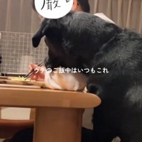 家族が食べている食事を見つめる犬