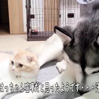 喧嘩が嫌でしょんぼり…