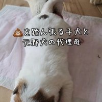 ふうちゃんは子供好き