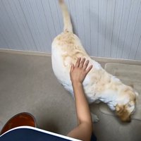 「もっと食べたい！ご飯落ちてないかな～」