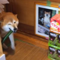 きゅうりを咥えてる！！