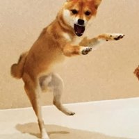 口を開けて両前足を伸ばす犬