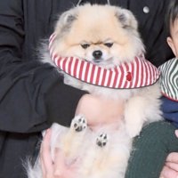 パパ