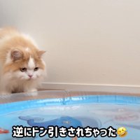 水を揺らすと、ドン引きして後退り